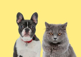 Un gato y un perro seguros gracias a Colsubsidio.