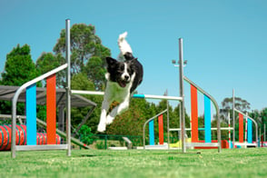 un perro Collie, corriendo en el parque de entrenamiento canino.