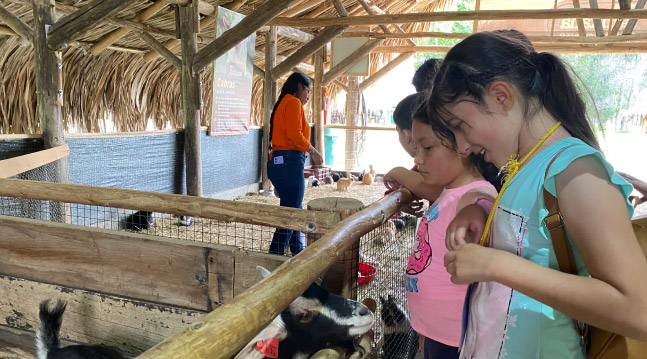 Niños en la granja en las vacaciones recreativas Colsubsidio