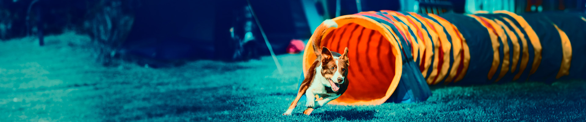 Perro corriendo sobre césped