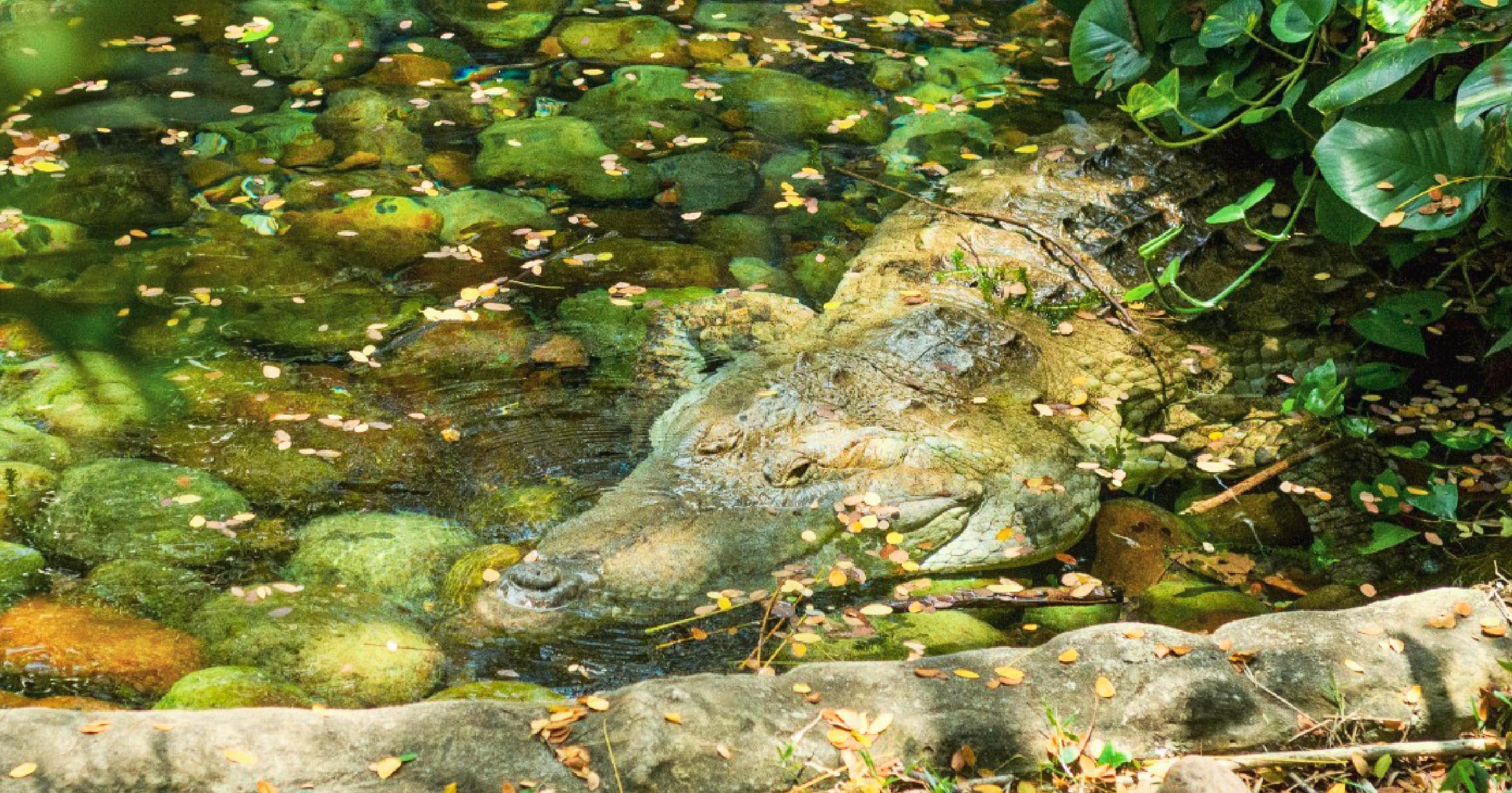 Ejemplar de caimán llanero que habita en la zona de conservación de Piscilago.