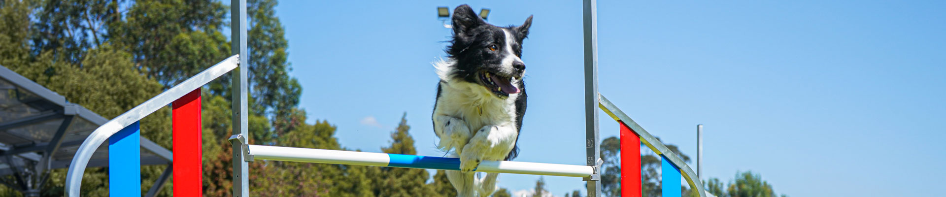 Perro en la escuela de adiestramiento canino de Colsubsidio