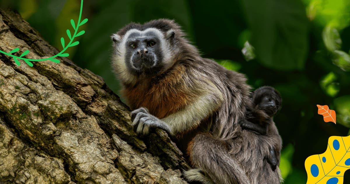 Cría de mono tití con su madre posando en un árbol.
